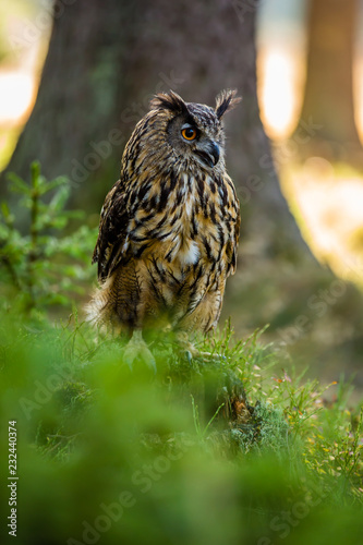 Uhu sitzt im Herbstwald auf einem Baumstumpf