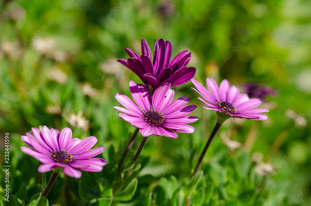 Purple Osteospermum ecklonis flowers macro in the park. Purple Osteospermum ecklonis flowers macro in the park.