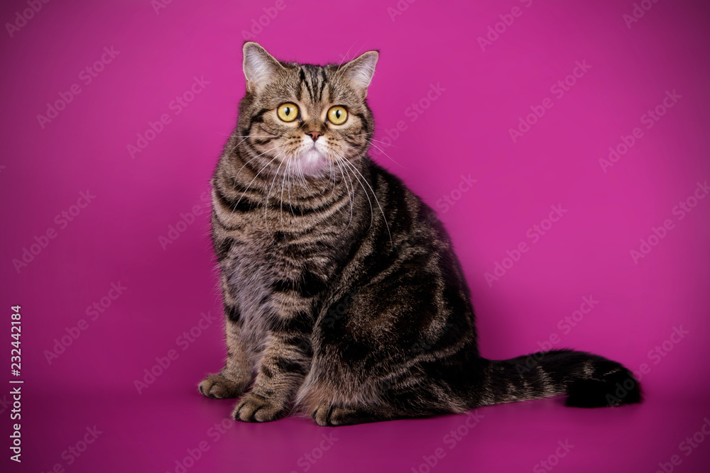 Scottish straight shorthair cat on colored backgrounds