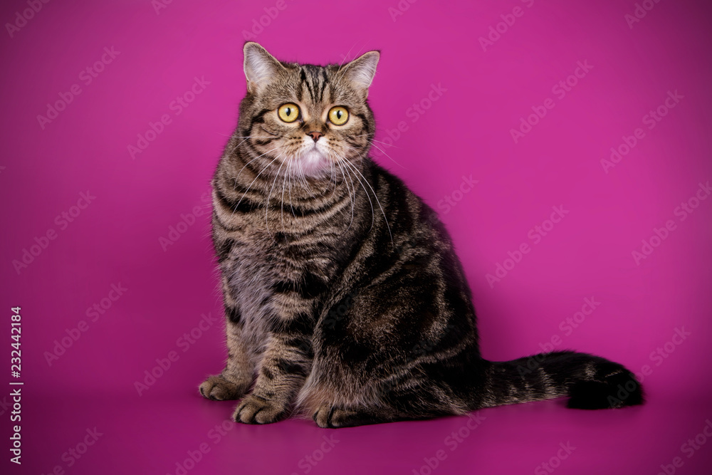 Obraz premium Scottish straight shorthair cat on colored backgrounds