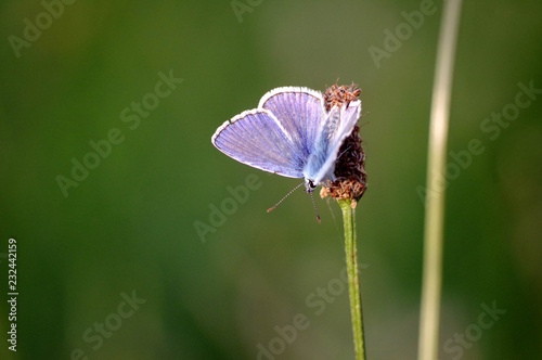 papillon Argus bleu nacré dans une prairie
