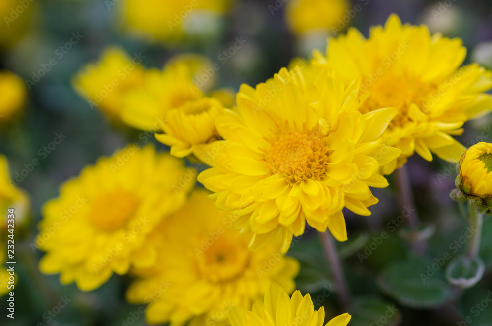 Elegant chrysanthemum flowers close up. Elegant chrysanthemum flowers close up.