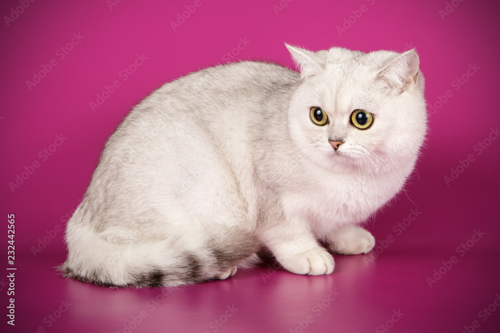 Obraz premium Scottish straight shorthair cat on colored backgrounds