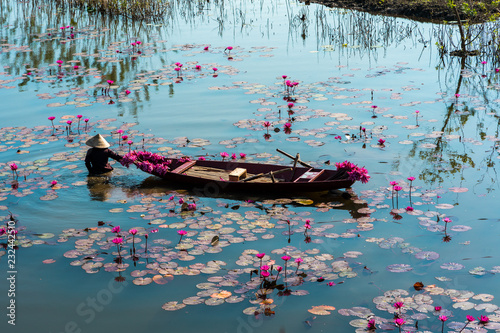 Canvas Print Yen river with rowing boat harvesting waterlily in Ninh Binh, Vietnam