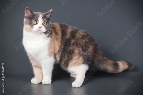 Scottish straight shorthair cat on colored backgrounds