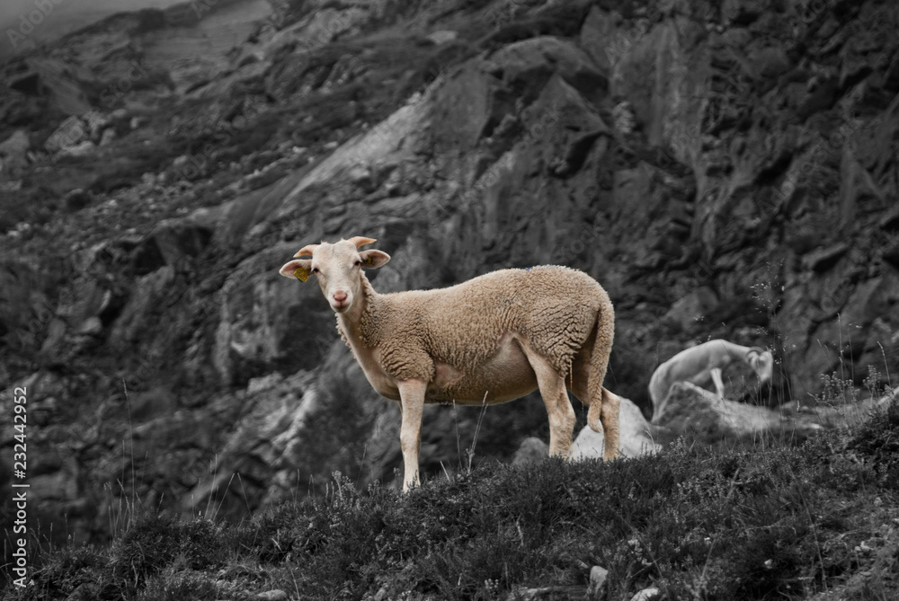 Fototapeta premium Oveja