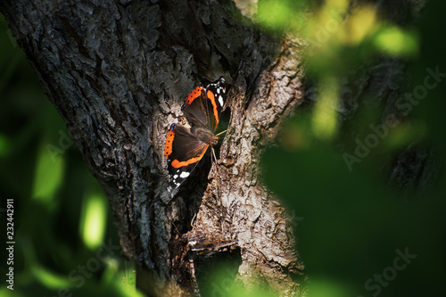 Admiral butterfly on a tree trunk, close-up