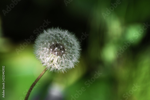 Dandelion seeds  flower  on a green background