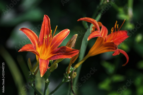 Fototapeta Naklejka Na Ścianę i Meble -  lily in green garden