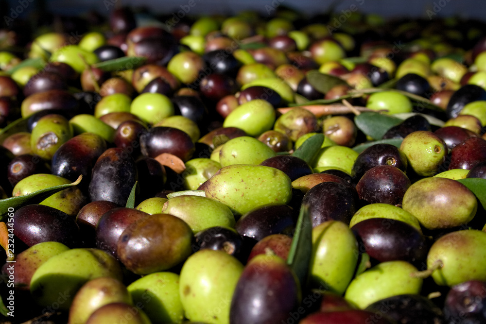Green and black olives ready to be processed at the mill to get the olive oil, close up Green and black olives ready to be processed at the mill to get the olive oil, close up