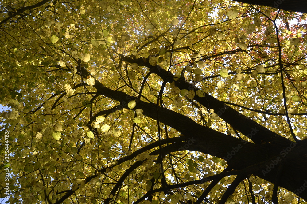 Fototapeta premium tree in autumn