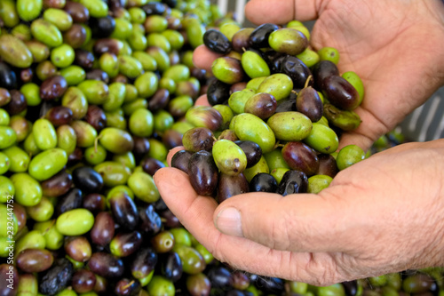 Green and black olives ready to be processed at the mill to get the olive oil in the hands of the farmer