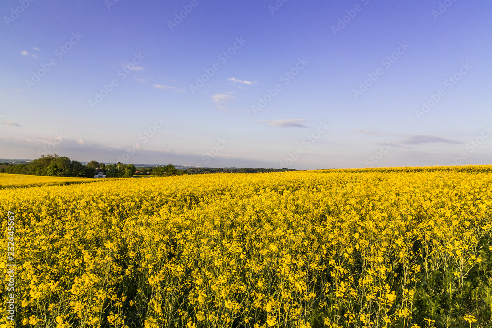 Rapeseed in Denmark Rapeseed in Denmark