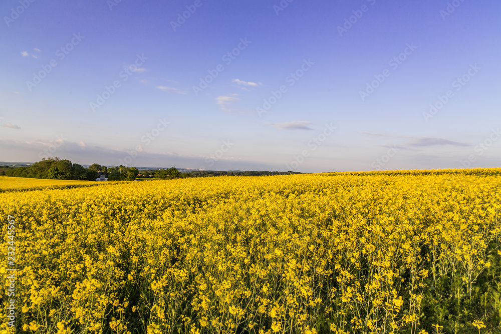 Rapeseed in Denmark