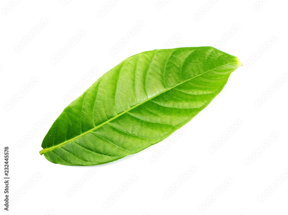 Obraz premium tropical green leaf on white background