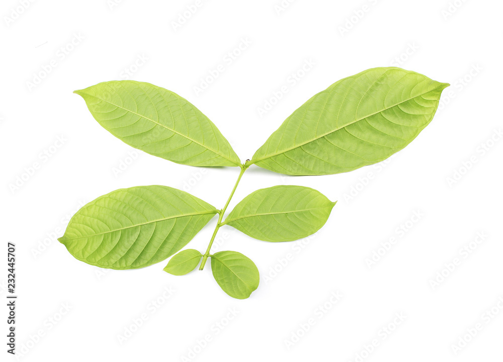Fototapeta premium collection tropical green leaf on white background