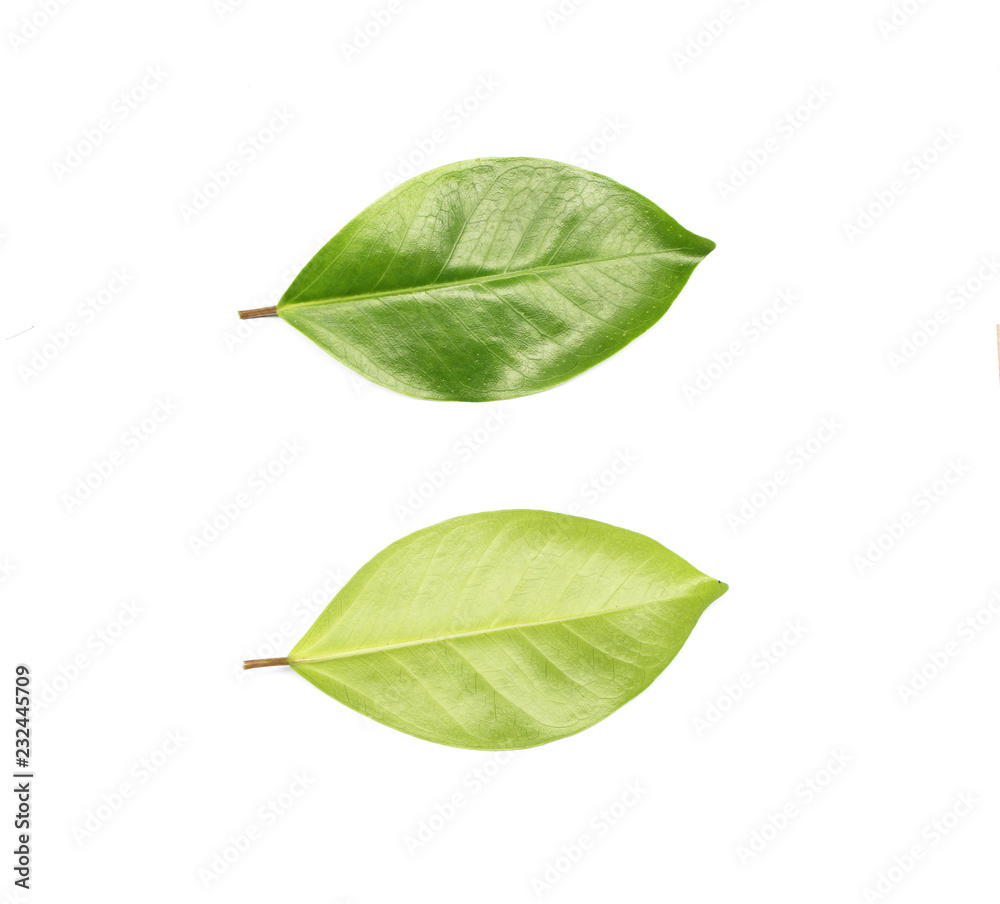 Obraz premium collection tropical green leaf on white background