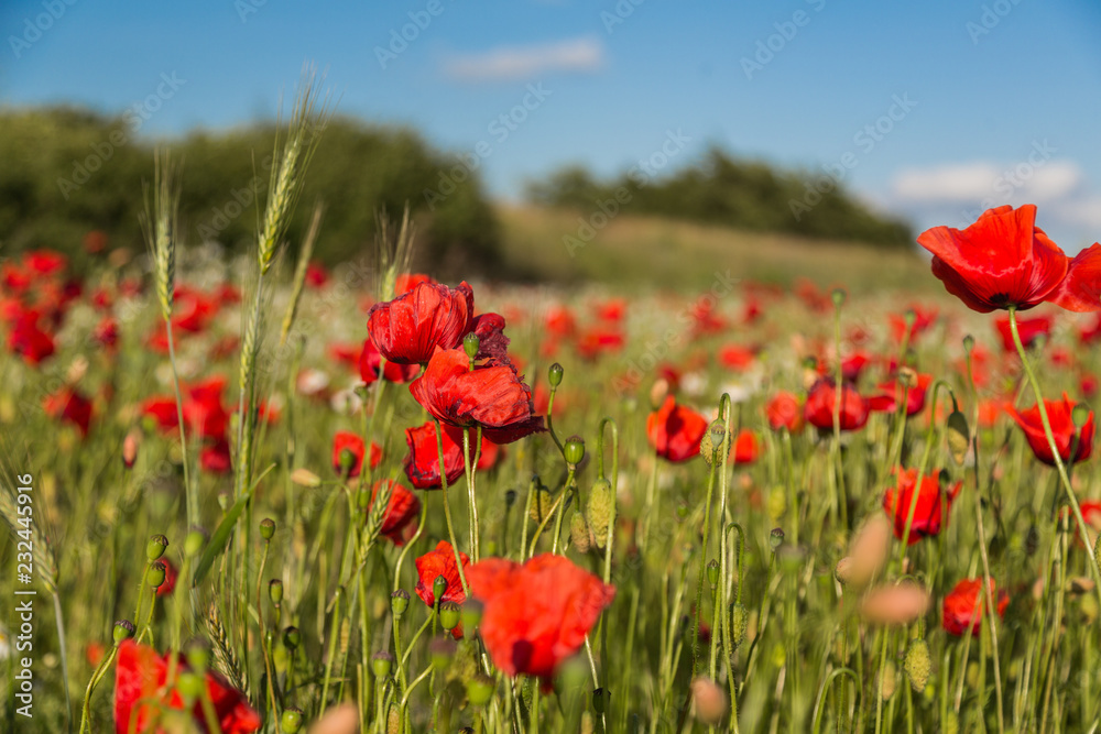 Poppies in Denmark