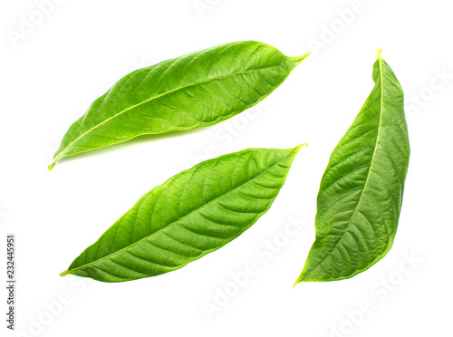 collection tropical green leaf on white background