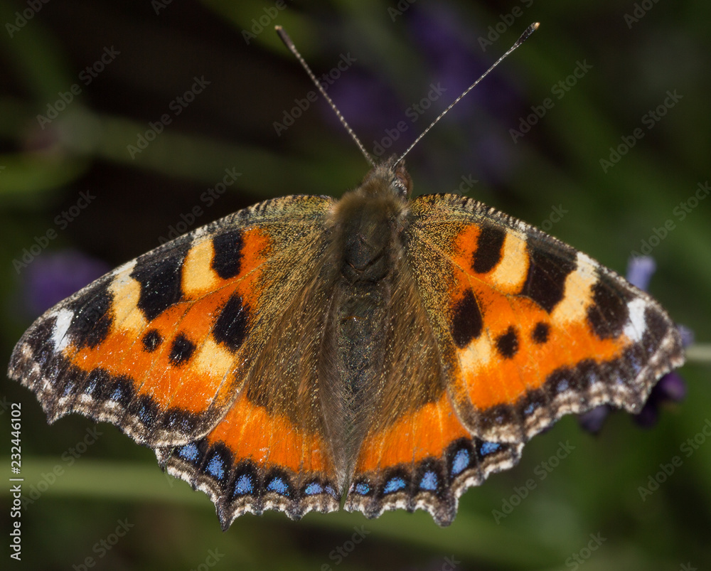 Butterfly in flower in Denmark Butterfly in flower in Denmark