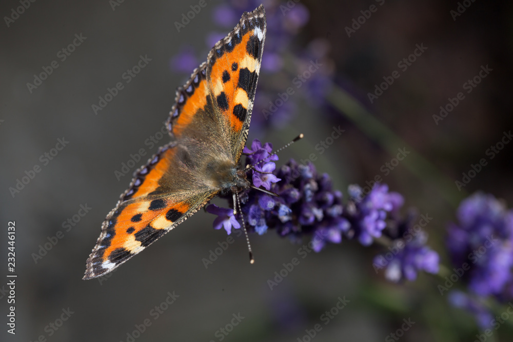 Obraz premium Butterfly with spread out wings