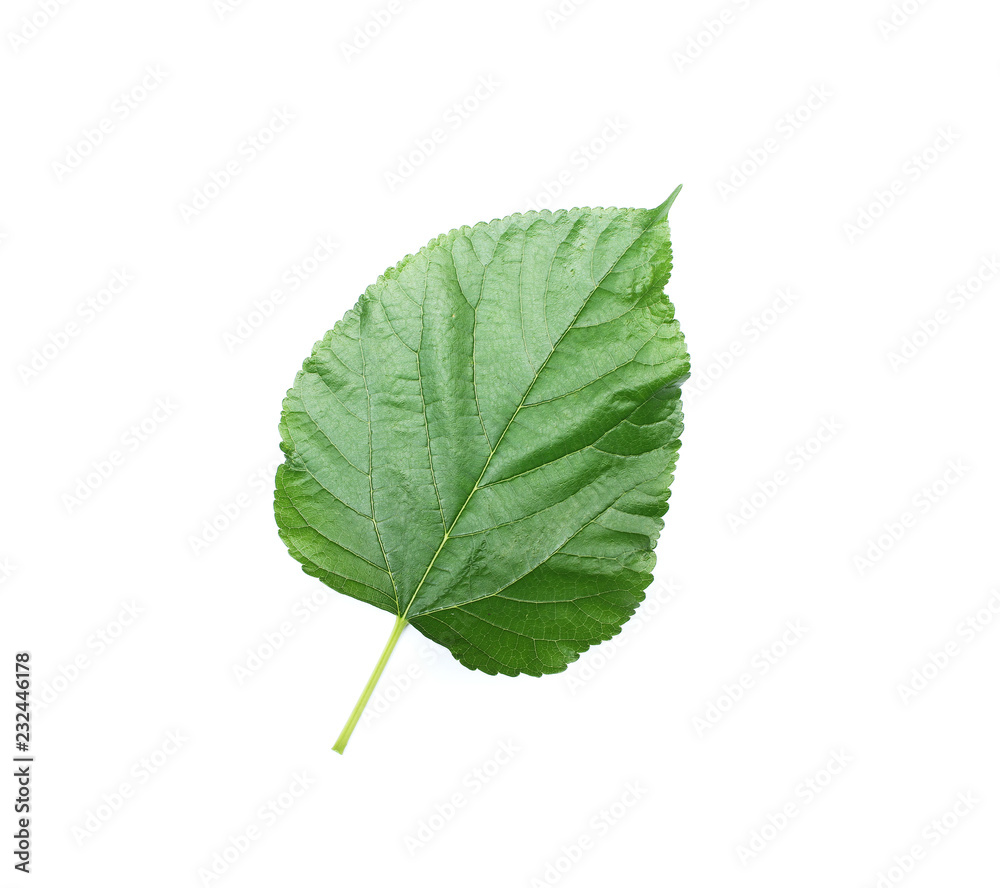 Fototapeta premium tropical green leaf on white background