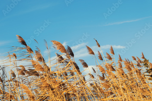 Reed on the background the sky