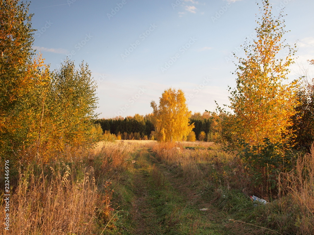 Autumn forest, country road. Russian autumn nature. Russia, Ural, Perm region