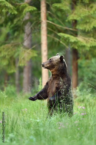 bear standing in a forest scenery