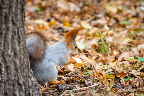 A wild squirrel captured in a cold sunny autumn day  funny cute squirrel is on the tree in autumn park. Colorful nature  fall season concept