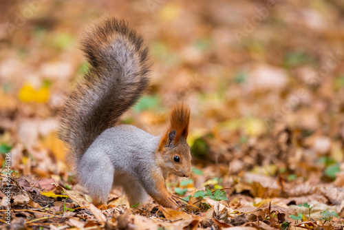 A wild squirrel captured in a cold sunny autumn day  funny cute squirrel is on the tree in autumn park. Colorful nature  fall season concept