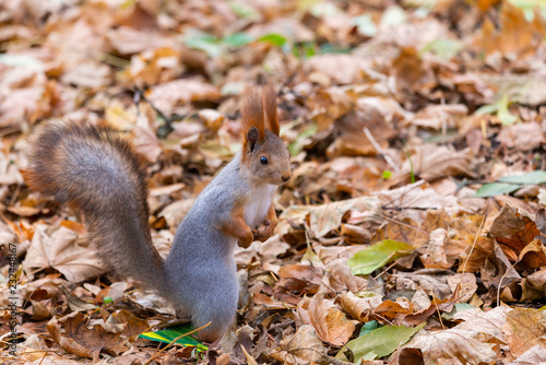 A red squirrel or Sciurus vulgaris also called Eurasian red sguirrel in autumn park forest. Autumn squirrel portrait.