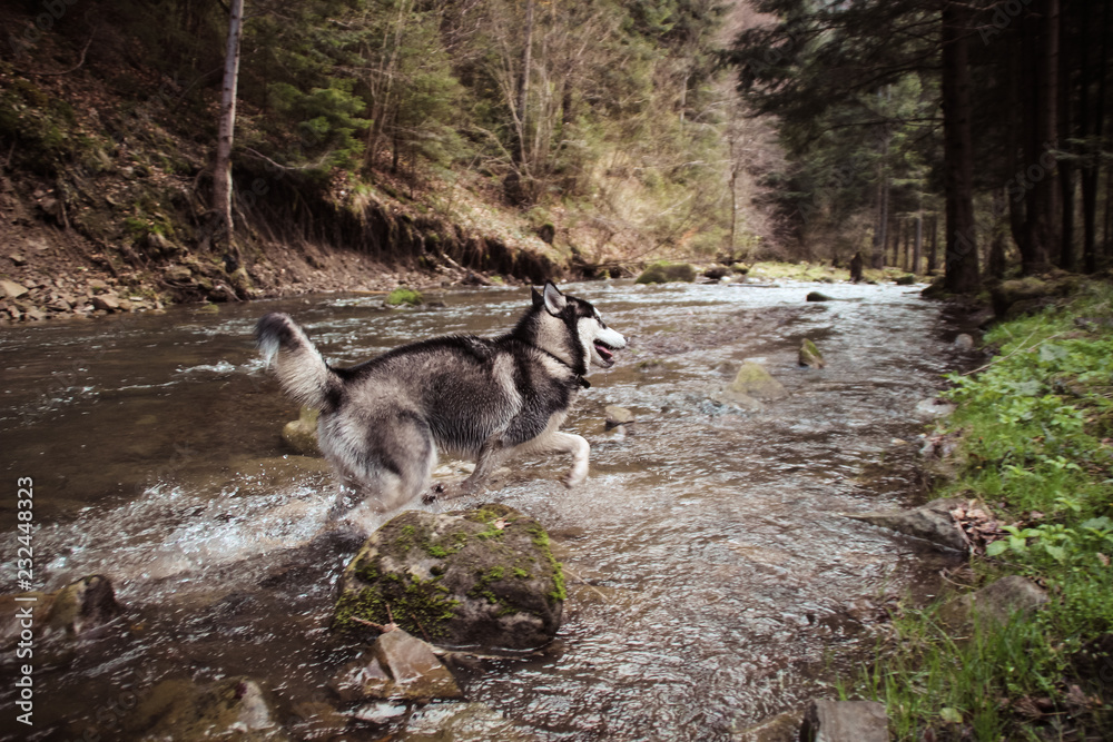 The Husky dog travels and plays in the woods, in the valleys, on the top of the mountain. Ukrainian Carpathian Mountains. Autumn is coming. Little puppy