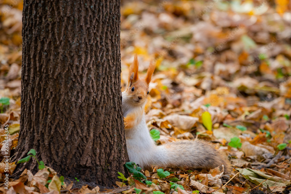 Obraz premium A wild squirrel captured in a cold sunny autumn day, funny cute squirrel is on the tree in autumn park. Colorful nature, fall season concept