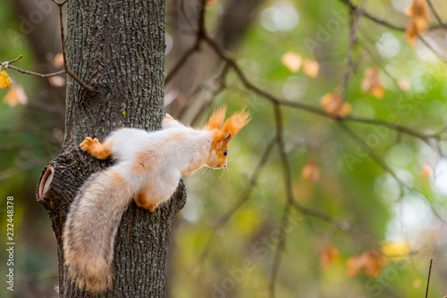 A wild squirrel captured in a cold sunny autumn day, funny cute squirrel is on the tree in autumn park. Colorful nature, fall season concept © rostovdriver