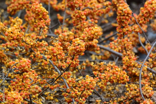 ツルウメモドキ(背景素材）