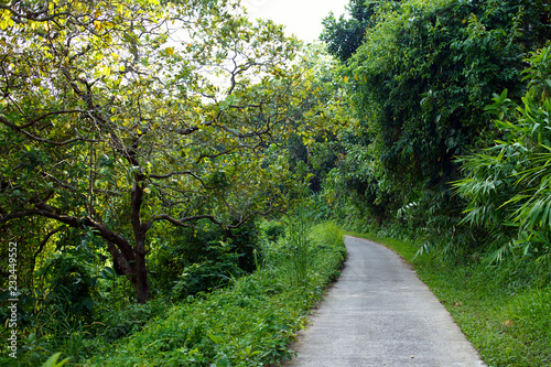 a pathway on a mountain in Thailand