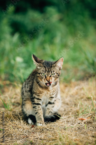 Cute Tabby Gray Cat Kitten Washes Its Muzzle © Grigory Bruev