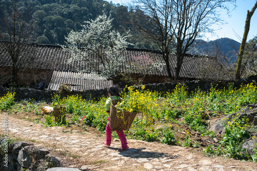 Spring season landscape with rapeseed flower garden, plum blossom and ethnic minority kids with baskets of rapeseed flower in Ha Giang, Vietnam.