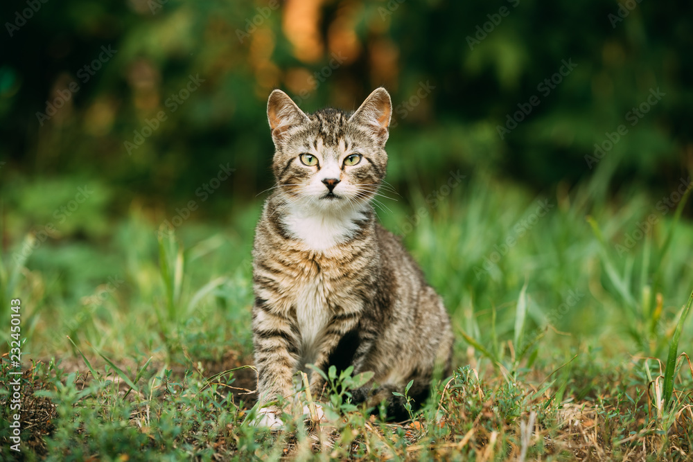 Small Cute Gray Cat Kitten In Grass 