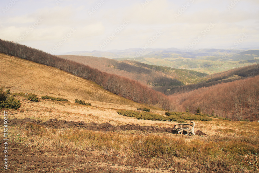 Obraz premium The Husky dog travels and plays in the woods, in the valleys, on the top of the mountain. Ukrainian Carpathian Mountains. Autumn is coming. Little puppy