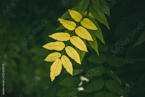 Fotografía Green leaves texture and background