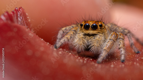 Araignée sauteuse - Carrhotus xanthogramma femelle
