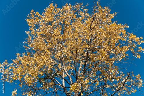 Birch crown in the sky
