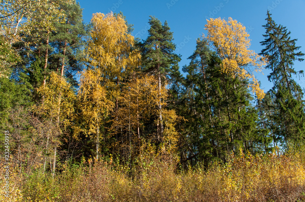 Autumn forest in Russia