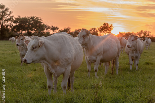Vaches laitières blanches au soleil couchant dans un champ