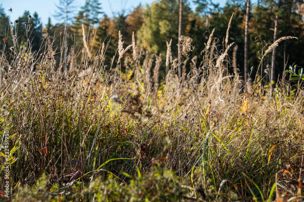 Dried flowers on the field in autumn Dried flowers on the field in autumn