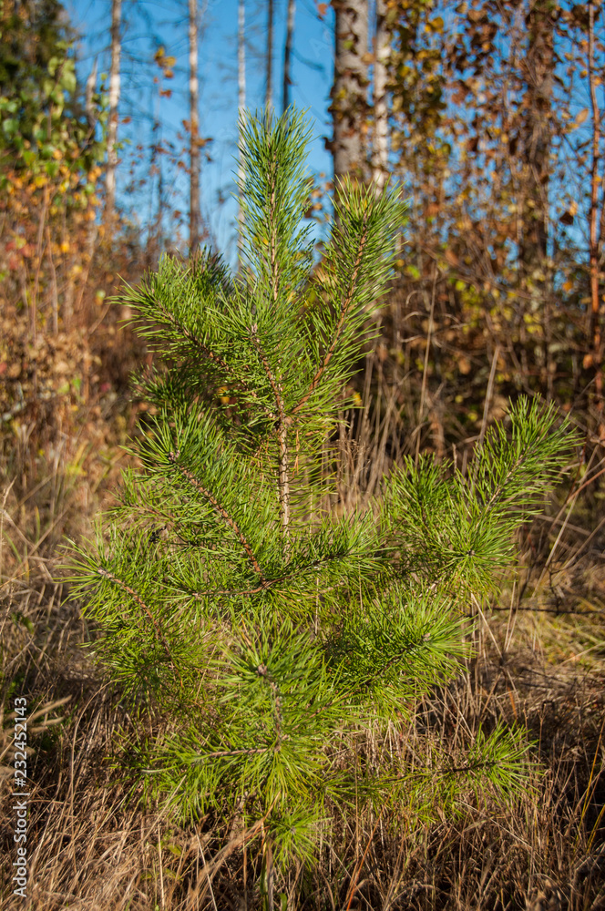 Young pine in the forest Young pine in the forest