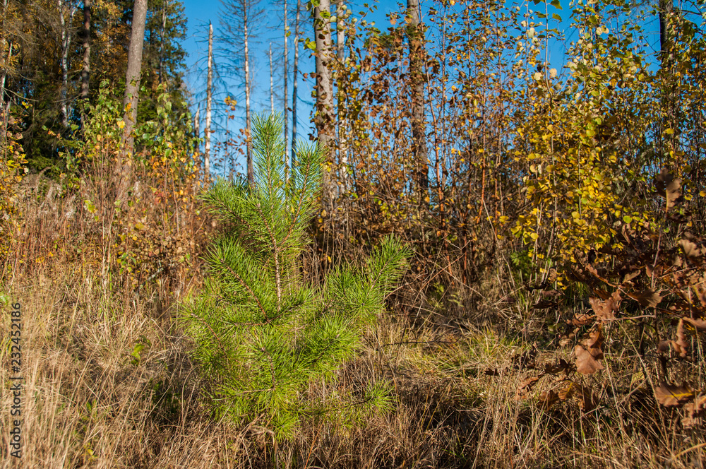 Obraz premium Young pine in the forest