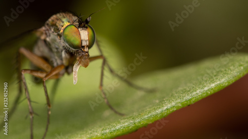 Fotografia Diptère - Dolichopodidae